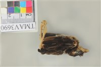 藏品(麻雀)的圖片